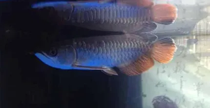 引起龙鱼肠炎的原因有哪些 食物要卫生 | 龙鱼
