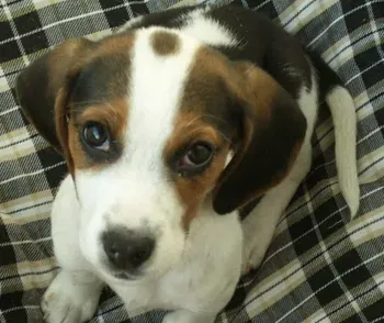 哈利犬好养吗 注意幼犬的饲养细节 | 哈利犬