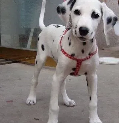 斑点狗|斑点狗脚扭伤了如何治疗好