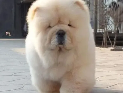 松狮犬|松狮犬能够抵御酷暑吗