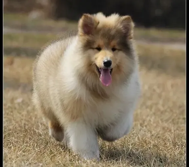 苏格兰牧羊犬|正确改正苏格兰牧羊犬咬手指的方法