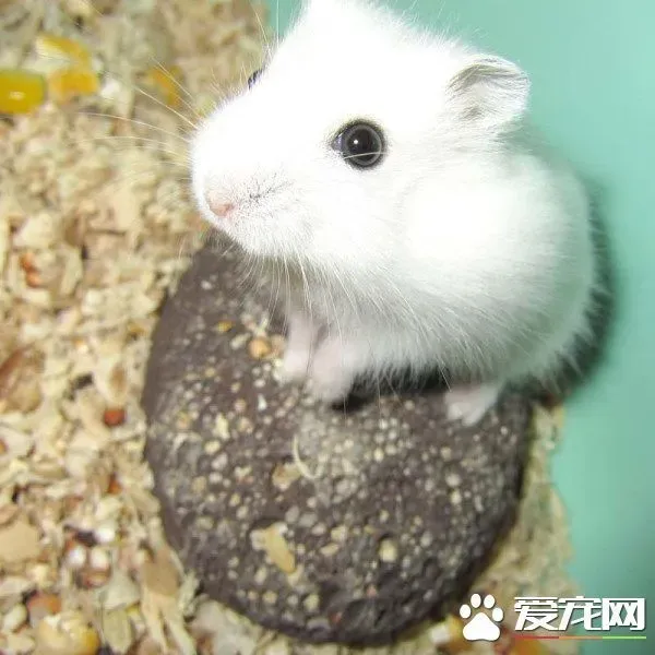 银狐仓鼠可以长多大 体重有三十到四十五克 | 银狐仓鼠