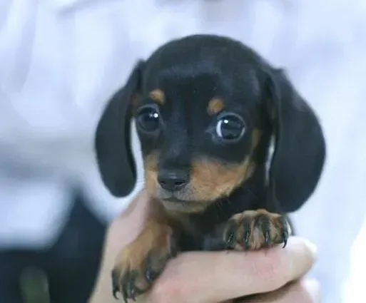 腊肠犬|腊肠犬可以每天都吃一个鸡蛋吗