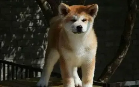 秋田犬|秋田犬细小康复后老咳嗽是后遗症吗