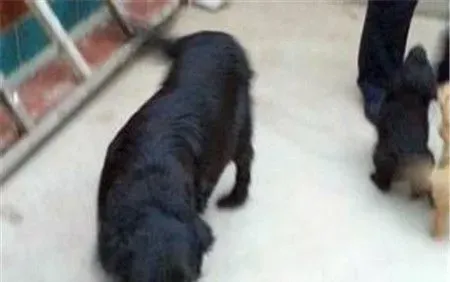 平毛寻回犬好不好养 是非常好养的狗狗品种 | 平毛寻回犬