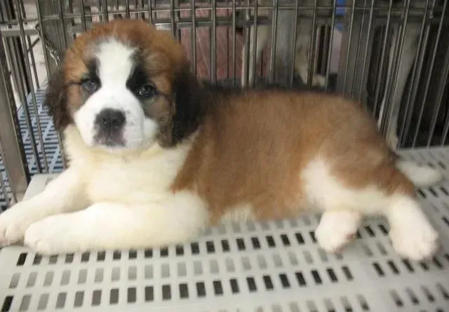 圣伯纳犬|圣伯纳犬的成长中不可缺少维生素