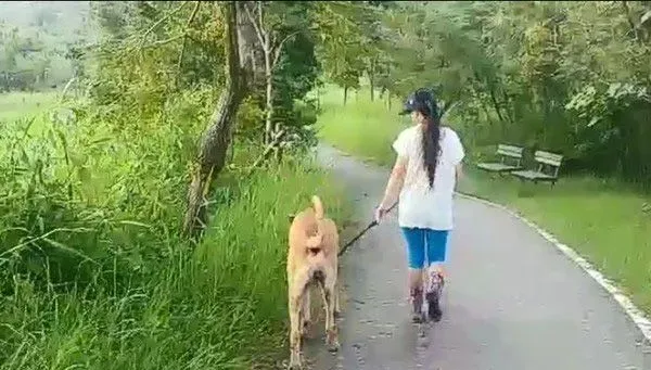 贪吃高山犬壮硕似牛 内心却是爱哭过小孩子 | 狗