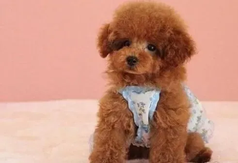泰迪犬|泰迪犬咳嗽的解决方案