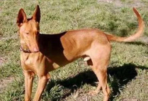 法老王猎犬性格 法老王猎犬属于运动型的工作犬 | 法老王猎犬