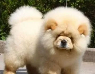 松狮犬原产地 松狮犬的原产地在中国 | 松狮犬