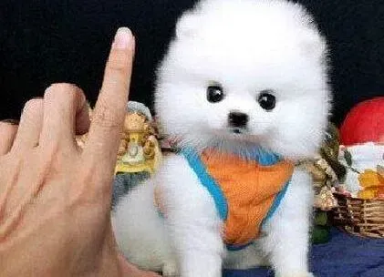 博美犬|如何给博美犬梳理毛发，速求方法