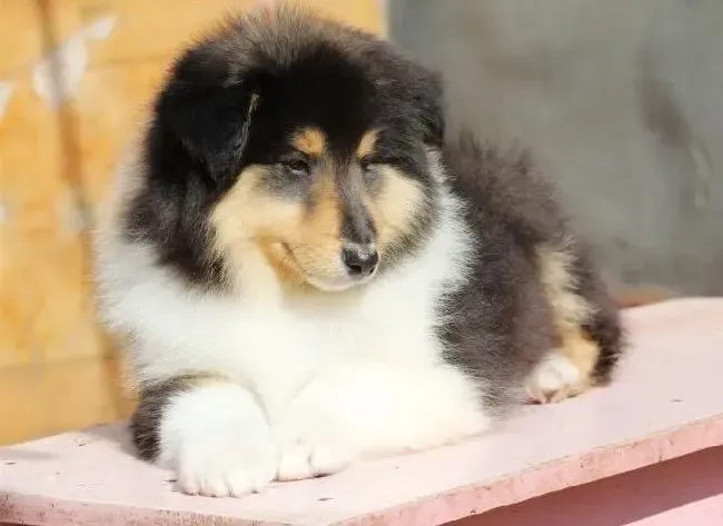喜乐蒂|喜乐蒂犬最近很瘦，而且总掉毛应怎么办