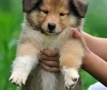 苏格兰牧羊犬|苏格兰牧羊犬喘气急促什么原因