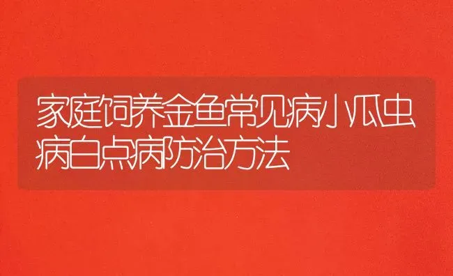 家庭饲养金鱼常见病小瓜虫病白点病防治方法 | 宠物病虫害防治