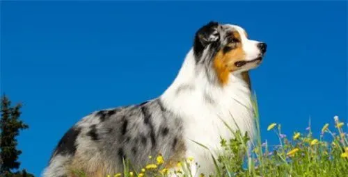 澳洲牧羊犬一般有多大 雄性澳牧肩高18到20英寸 | 澳洲牧羊犬