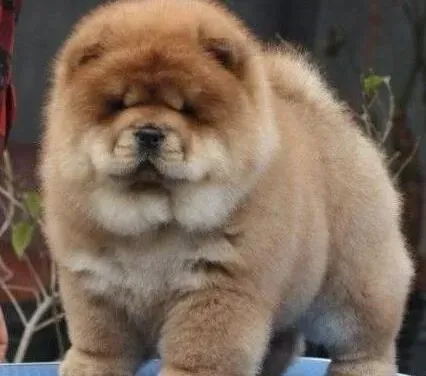 松狮犬|对松狮犬进行吠叫训练的方法