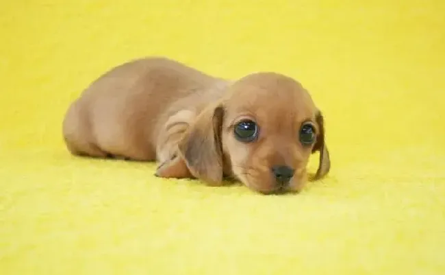 腊肠犬|禁止给腊肠犬的八种食物名单