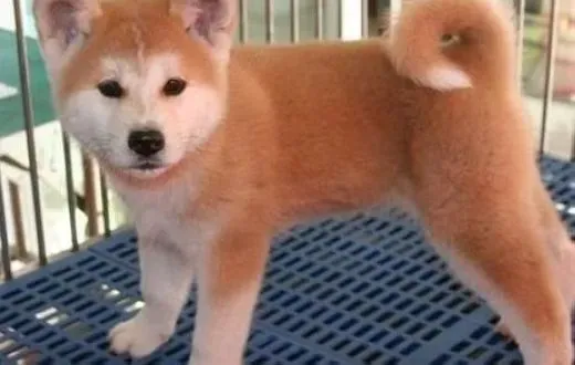 秋田犬|给秋田犬单纯吃肉并非好事