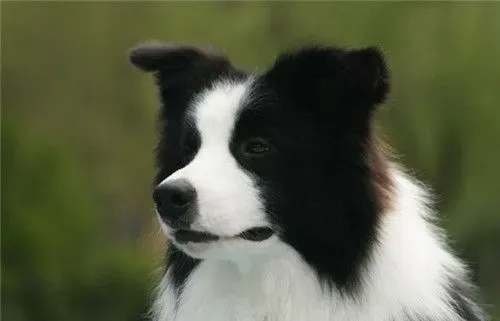 边境牧羊犬训练难度 训练相对来说也比较难 | 边境牧羊犬