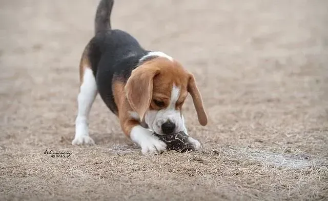 比格犬|狗狗美容师教你如何科学的给比格犬洗澡