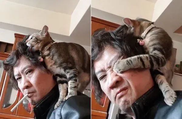 虎斑猫整只爬到爸爸头上 塞乃理毛景象超可爱 | 猫