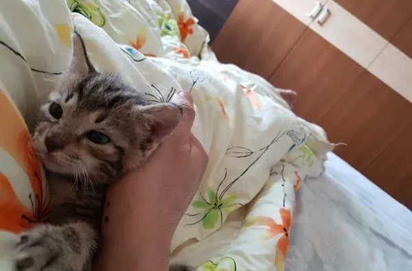 虎斑猫整只爬到爸爸头上 塞乃理毛景象超可爱 | 猫