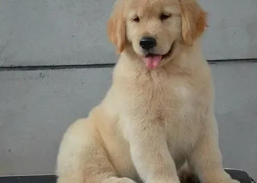 金毛|如何把金毛犬培养成一个优秀的游泳健将