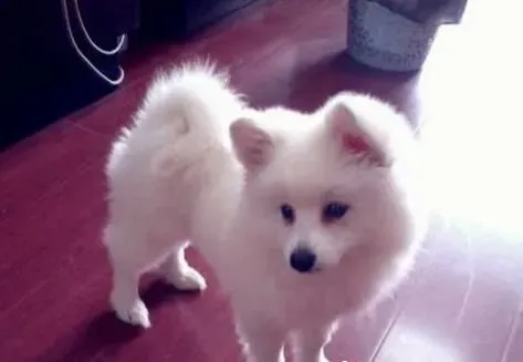 银狐犬吃什么牌子的狗粮好 为什么银狐犬要吃狗粮 | 银狐犬