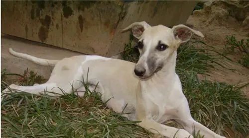 杰克罗素梗犬怎么样 杰克罗素梗犬是一种工作梗 | 杰克罗素梗