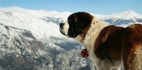 圣伯纳犬吃的多吗 圣伯纳犬的食物量很大 | 圣伯纳犬