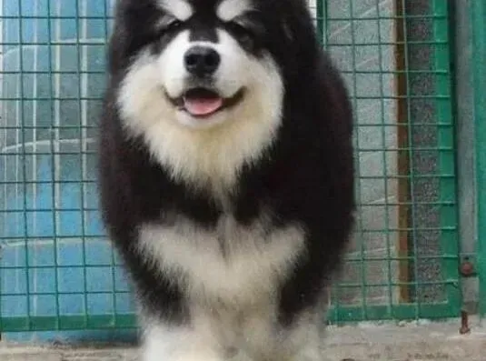 阿拉斯加犬|阿拉斯加犬肠胃不是很好 发育宝有整肠作用吗