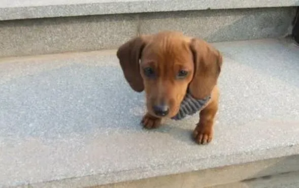 腊肠犬|繁育小知识 狗妈妈必知的腊肠犬配种常识