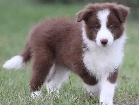 边境牧羊犬|应该如何喂养一只成年的边境牧羊犬