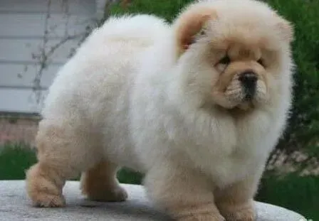 松狮犬|五岁的松狮犬阴道分泌出黄色的物质是什么病