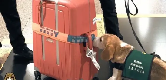 可爱检疫犬超认真执勤 很多旅客想要一起拍照 | 狗