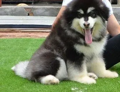 阿拉斯加犬|阿拉斯加雪橇犬如何表达自己的喜怒哀乐