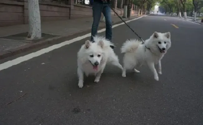 银狐犬|导致银狐犬消化不良的原因以及预防治疗
