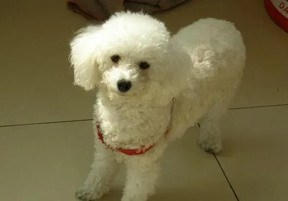 白色泰迪犬和比熊的区别 最大的区别在于毛发 | 泰迪