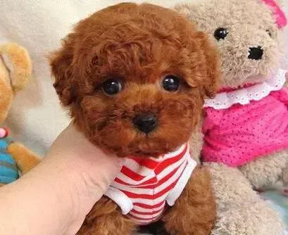 贵宾犬|三招教你纠正贵宾犬喜欢扑人的习惯