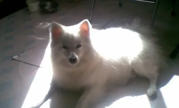 银狐犬吃什么牌子的狗粮好 为什么银狐犬要吃狗粮 | 银狐犬