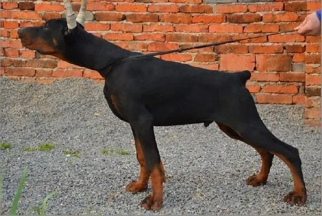 杜宾犬|想要让杜宾犬更干净大家应该怎样做