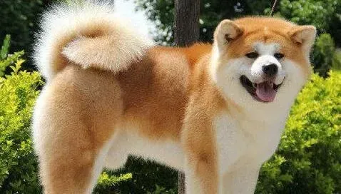 秋田犬|减轻秋田犬的体臭有哪些实用的方法