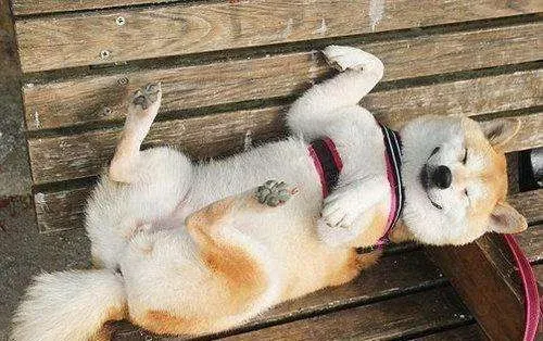 柴犬到底能不能养 秋田犬被禁养的原因 | 柴犬