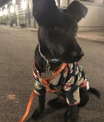 准备洗澡爱犬突然吼叫 浴室玻璃爆裂救主人一命 | 狗