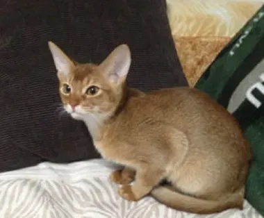 阿比西尼亚猫吃什么 尽量少食多餐 | 阿比西尼亚猫
