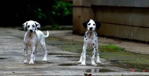 斑点狗|三个月的斑点狗可以吃宝路幼犬狗粮吗