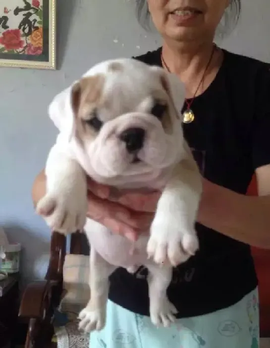 英国斗牛犬|斗牛犬拉肚子好了为什么还不吃东西