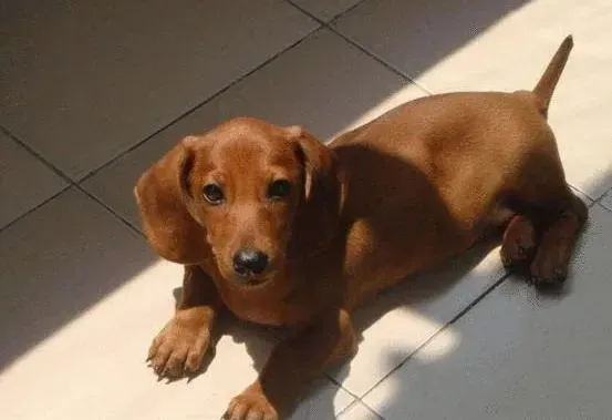 腊肠犬|腊肠犬在饮食方面要注意哪些方面