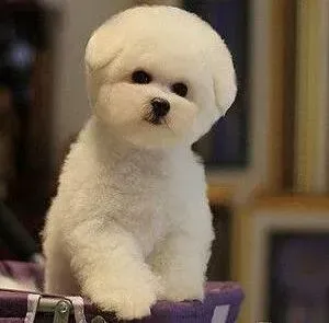 比熊犬|比熊犬吃完驱虫药拉血该怎么办