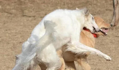 苏俄猎狼犬遗传病 遗传病只可预防无可治疗 | 苏俄猎狼犬